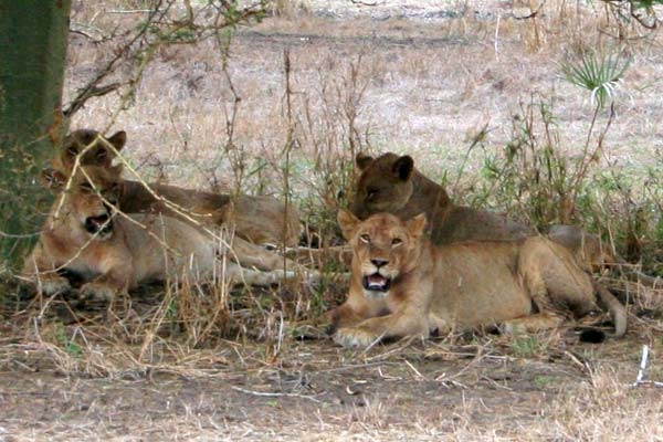 Grupo de leões na Gorongosa Grupo de leões na Gorongosa