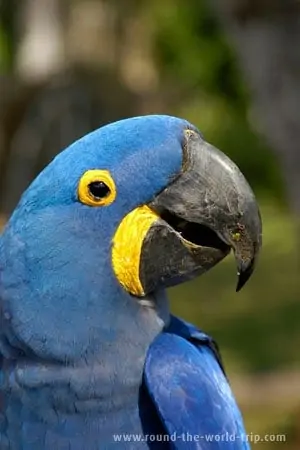 Arara numa fazenda próxima de Bonito, Mato Grosso do Sul