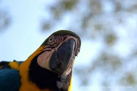 Arara no Pantanal