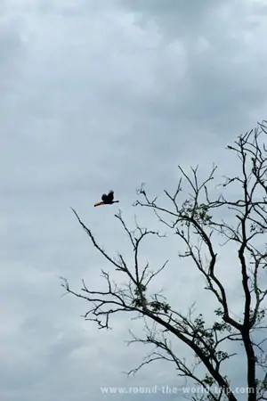 Um tucano voando no centro de Bonito, porta de entrada no Pantanal matogrossense
