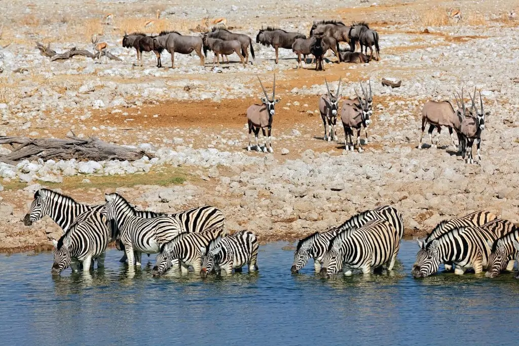 Animais selvagens num safari no Etosha