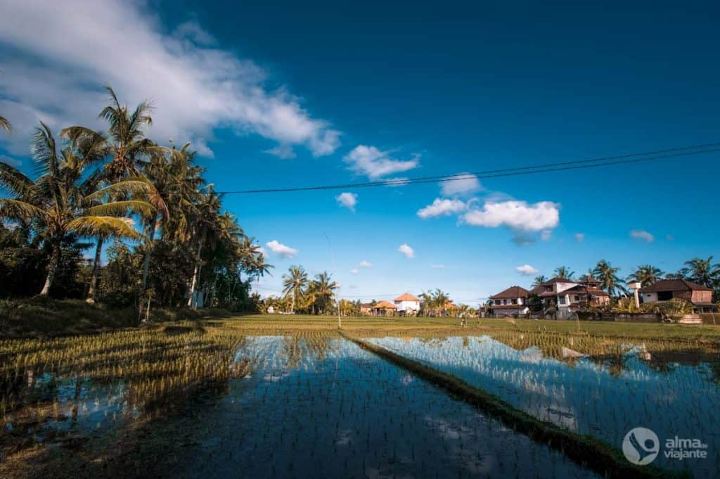 Arrozais em Ubud, Bali