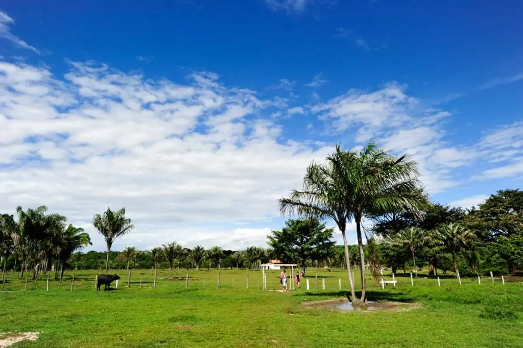 Búfalos Ilha do Marajó