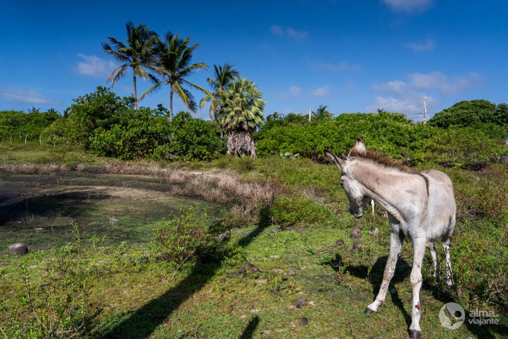 Burros em Atins