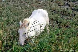 Cavalo camarguês