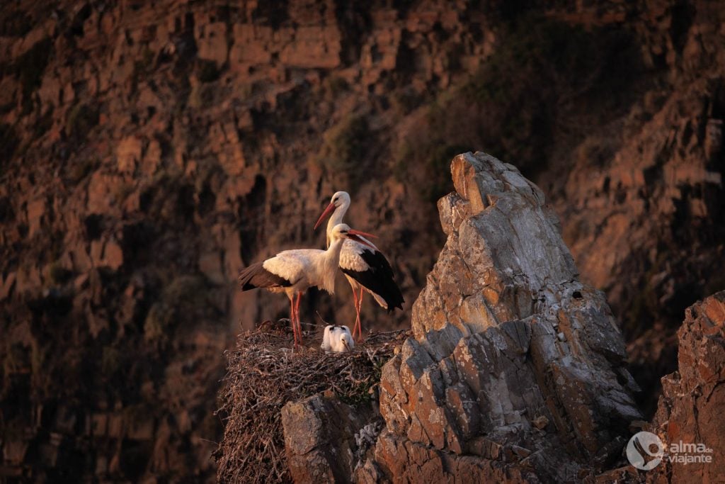 Cegonhas no Cabo Sardão, Portugal