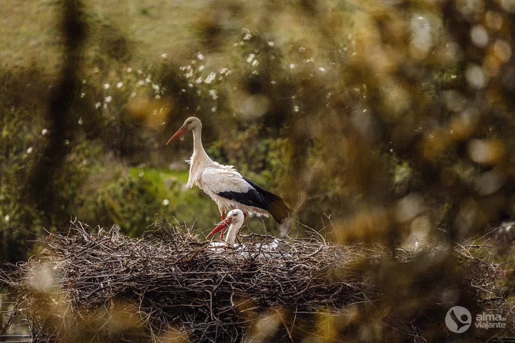 Cegonhas no Alentejo