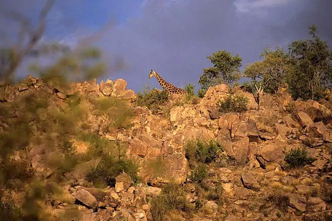 Etosha, Namíbia