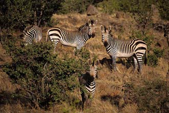 Grupo de zebras no parque Etosha
