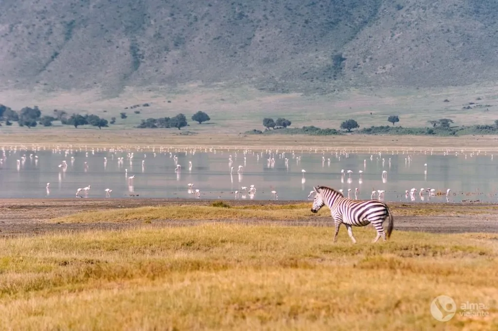 Visitar Cratera de Ngorongoro: flamingos