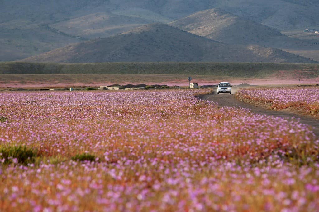 flores de atacama 2