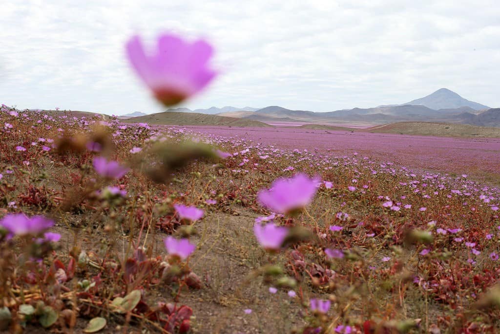 flores de atacama 3