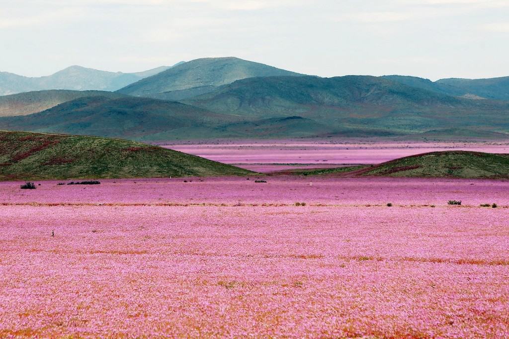 flores de atacama 4