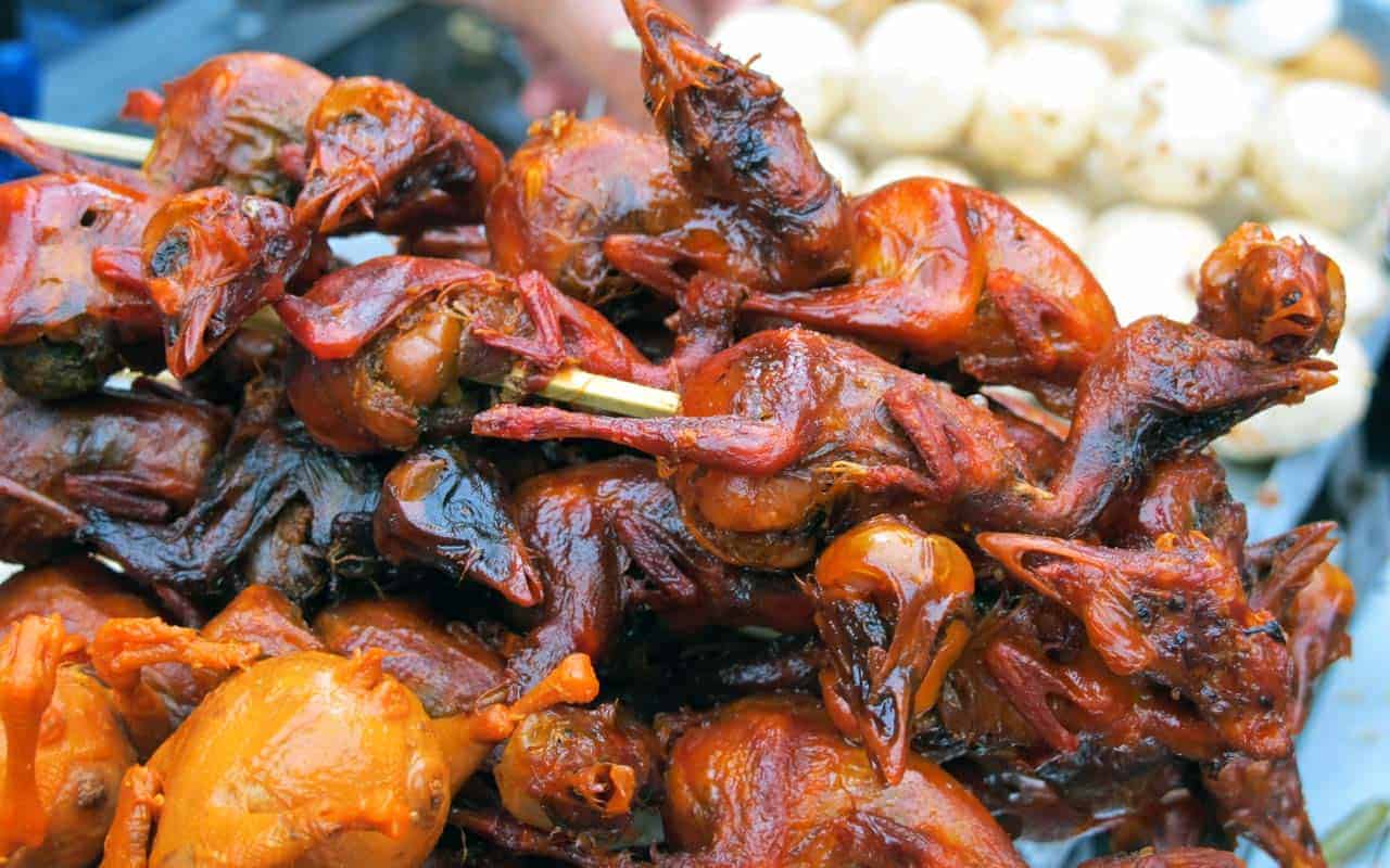 Galinha com poucos dias de vida