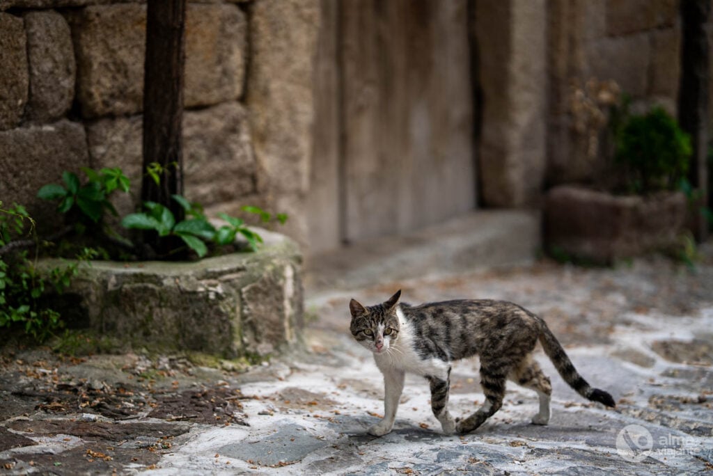 Gato em Ortahisar, Capadócia