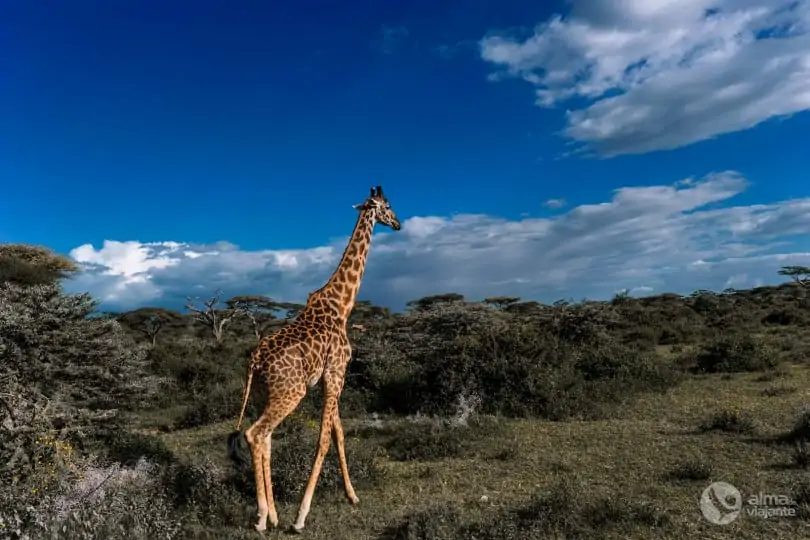 Safari Tanzânia: girafa