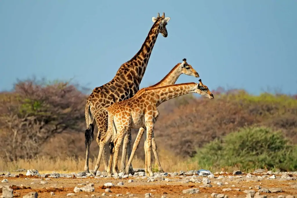 Girafas no parque Etosha