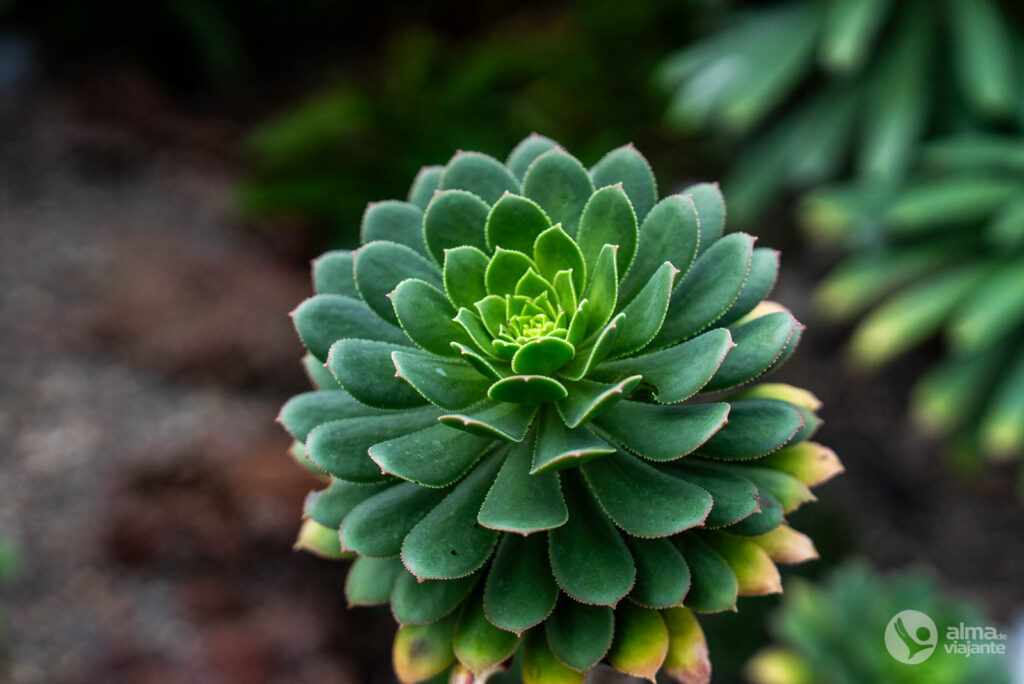 O que fazer em Zurique: visitar Jardim Botânico