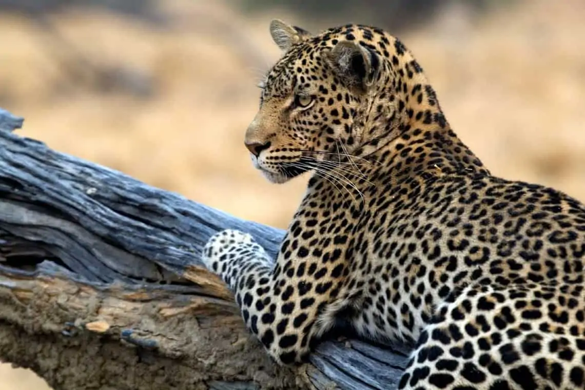 Visitar Zâmbia: Lower Zambezi