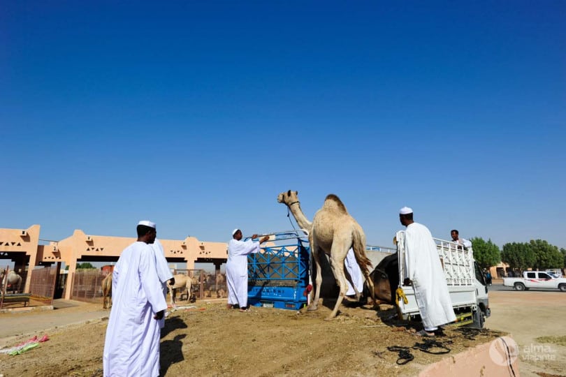 Mercado de camelos Al Ain, Abu Dhabi