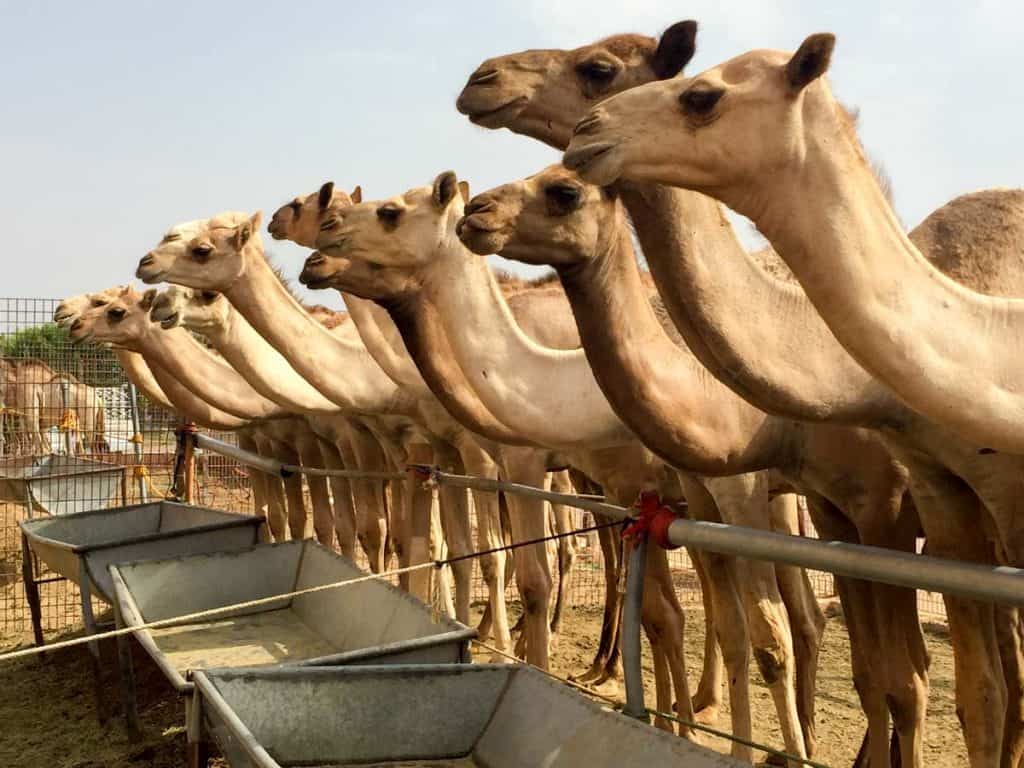 Mercado de camelos de Al Ain