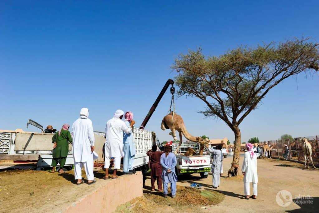 Camelo Al Ain Abu Dhabi
