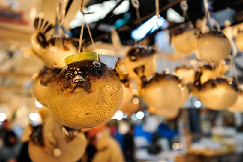 Fugo - peixe-balão
