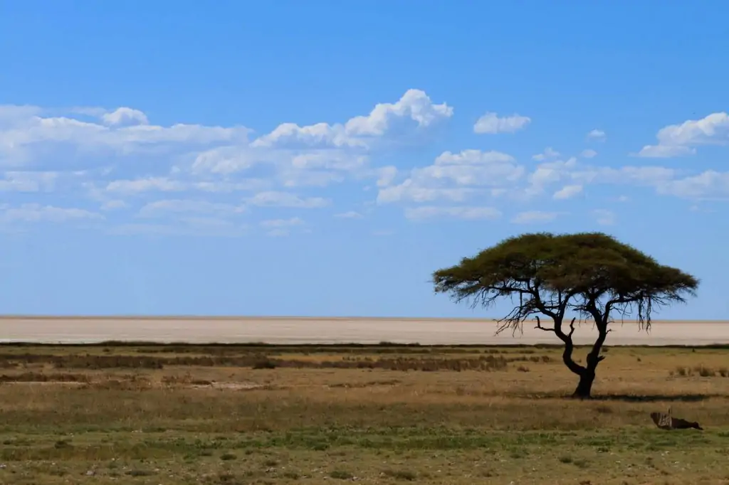 Planície no Parque Nacional Etosha