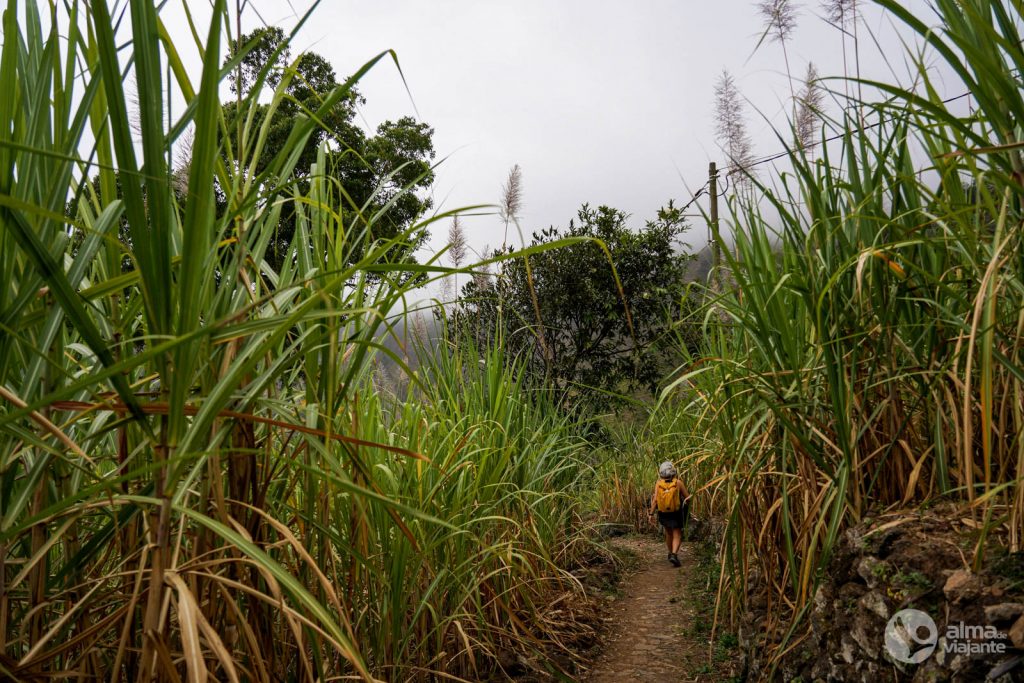 Plantação de cana-de-açúcar em Santo Antão