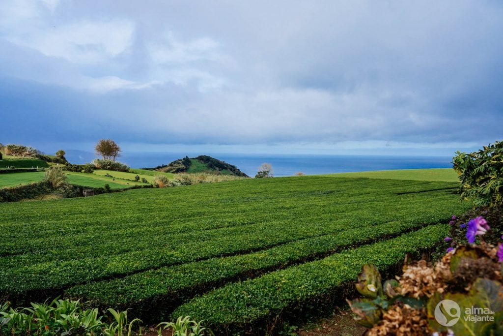 Plantações de chá Gorreana, na Ribeira Grande
