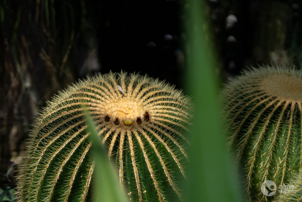 Plantas Suculentas de Zurique