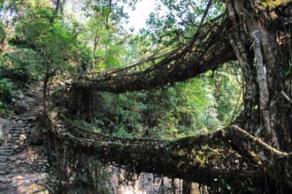 Pontes vivas Meghalaya