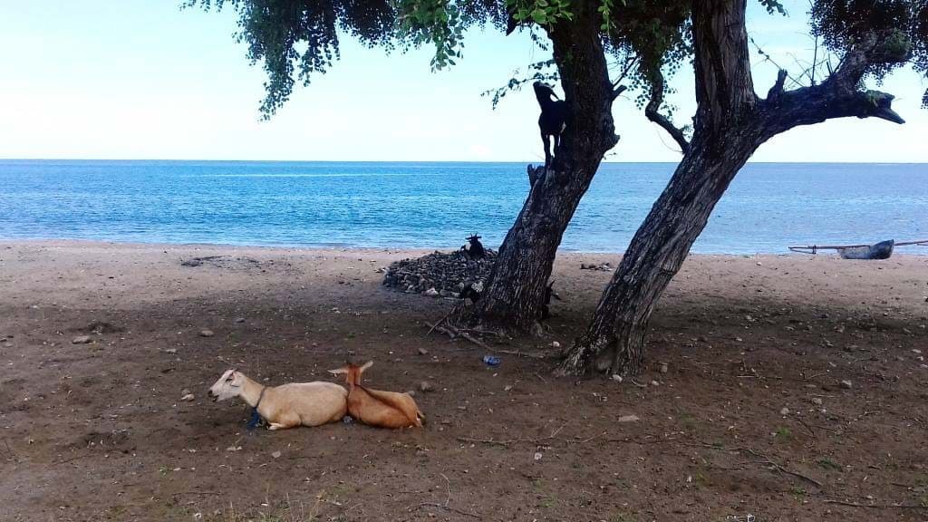 Praia em Pante Makassar