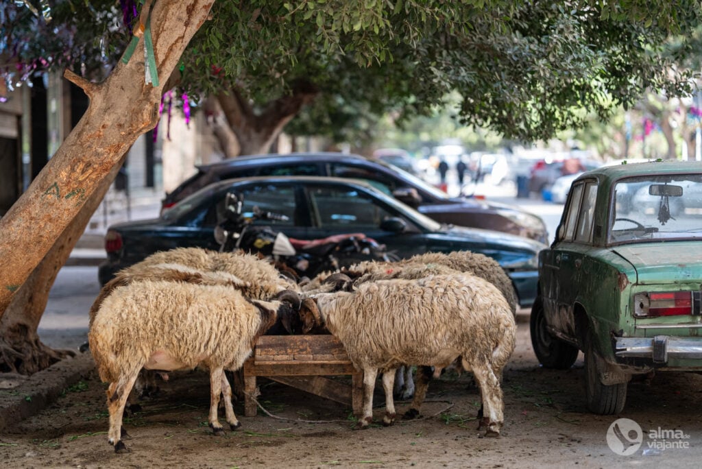 O que fazer no Cairo: explorar o centro