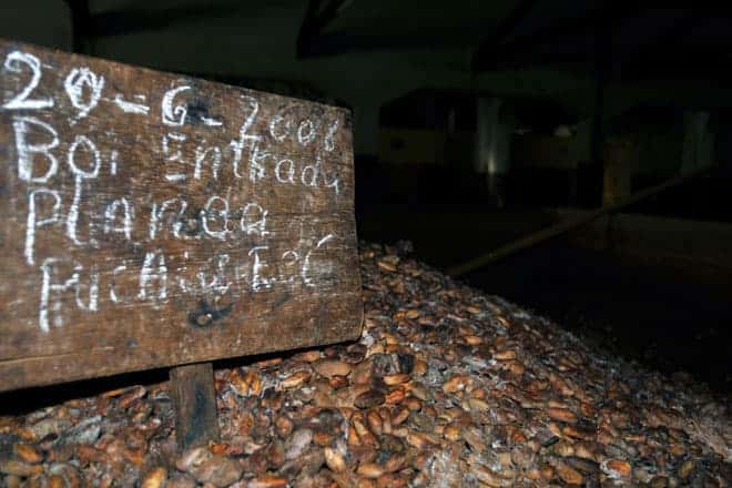 Última fase da secagem interior do cacau na roça Água Izé, São Tomé e Príncipe