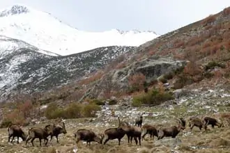 As cabras-mouras são fáceis de avistar durante praticamente todo o percurso. na Serra de Gredos