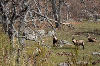 Cabras-mouras pastam num carvalhal em Gredos