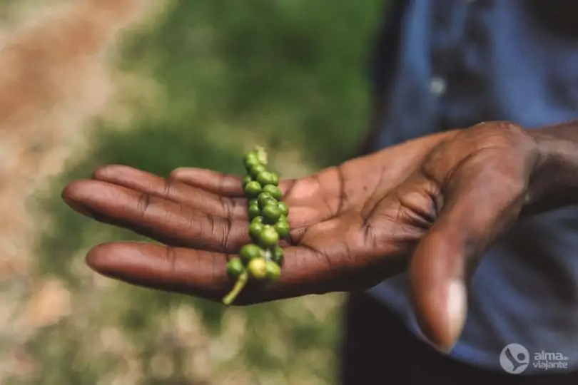 Spice Farm Tour: Pimenta