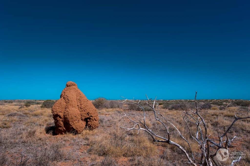 Termiteira gigante, Australia