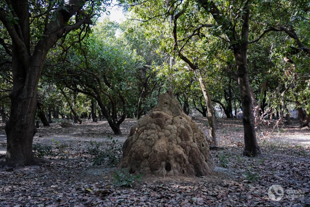 Termiteira na aldeia de Varela