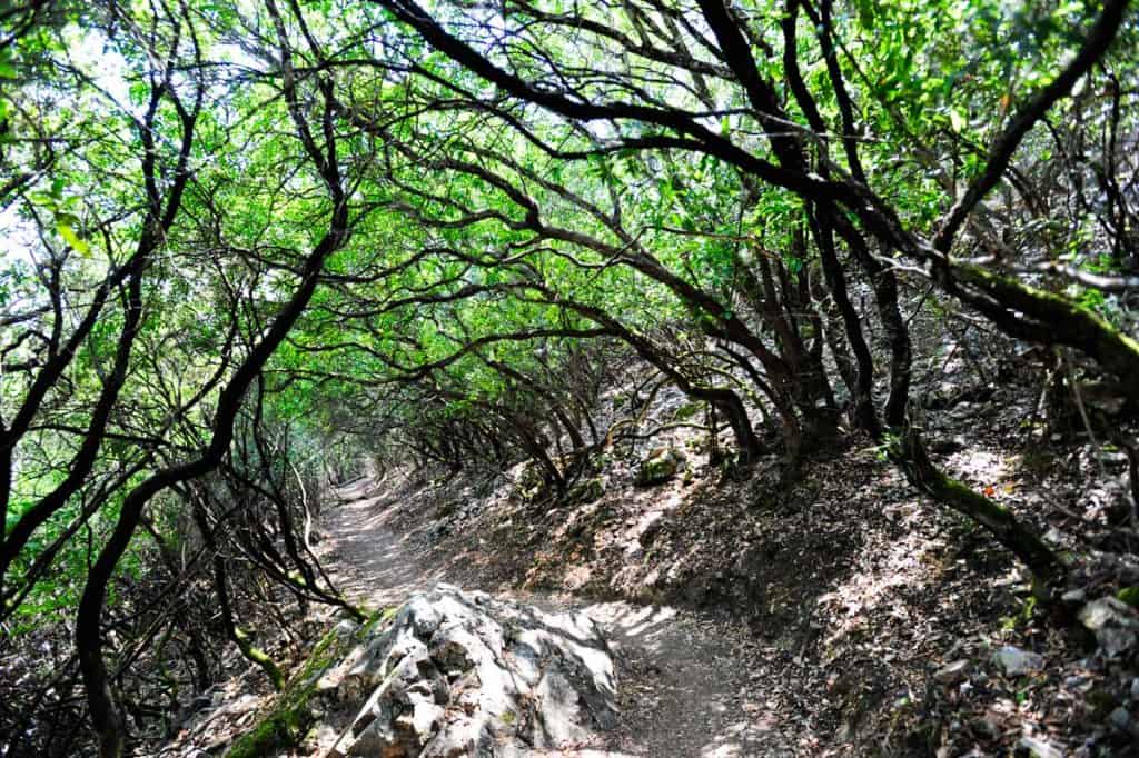 Trilho no Parque Nacional Monfrague