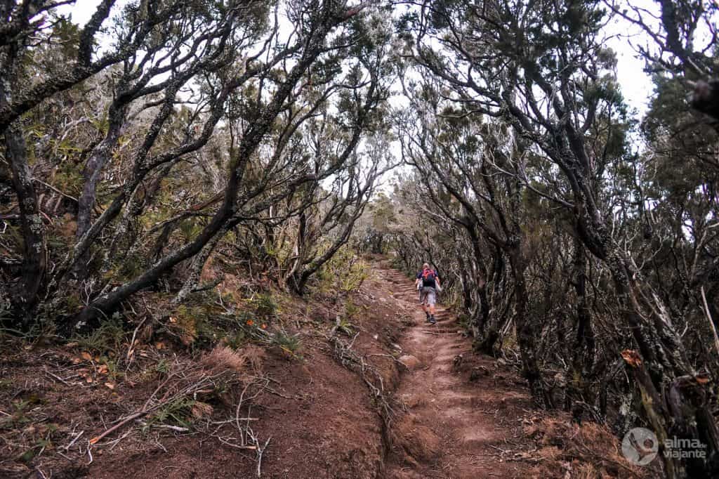 Anaga, Tenerife