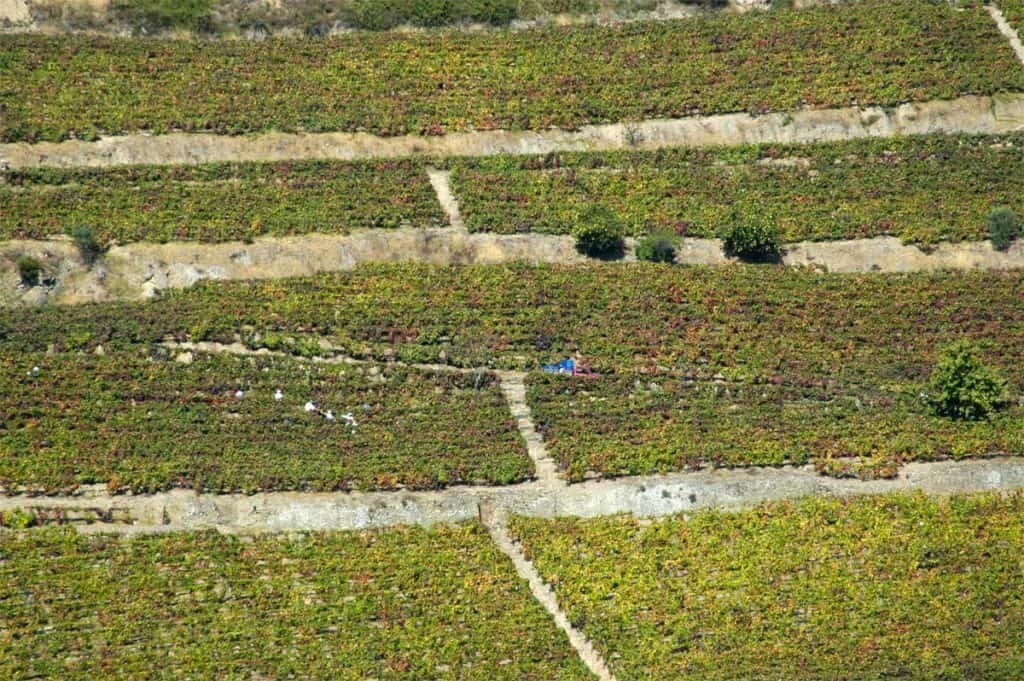 Vindimas no Douro