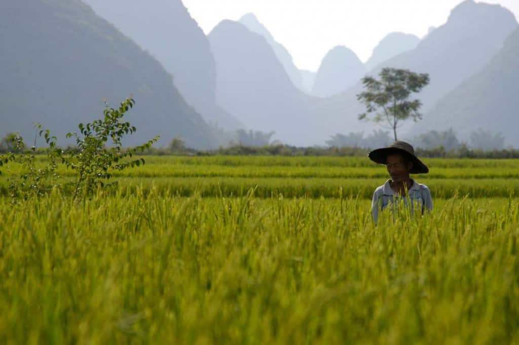 Arrozais em Yangshuo, China