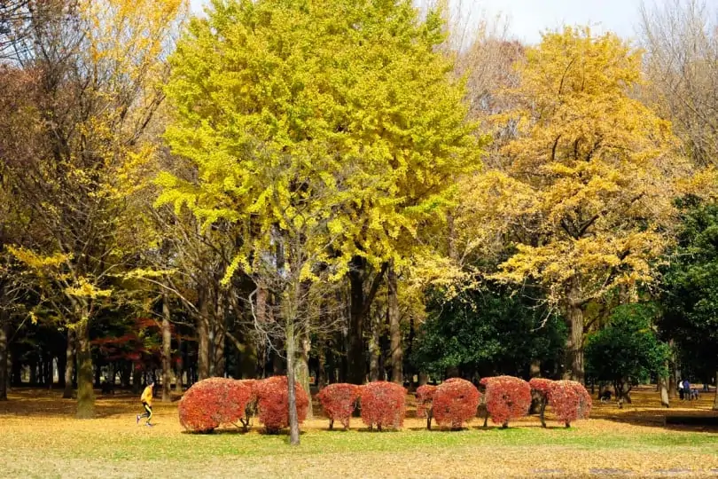 Parque Yoyogi, Tóquio