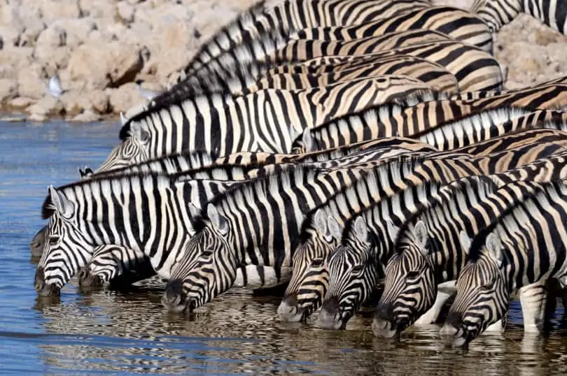 Grupo de Zebras no Parque Etosha, Namíbia